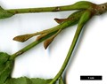 SpeciesSub: 'Fern Leaf'
